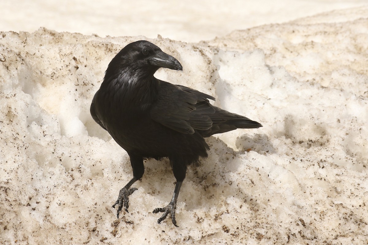 Common Raven - ML574233431