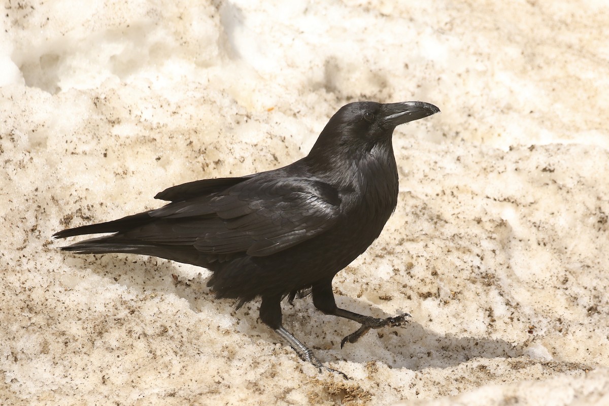 Common Raven - ML574233531
