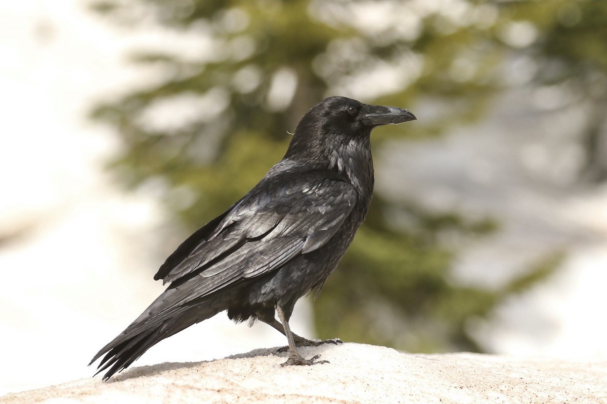 Common Raven - ML574233691