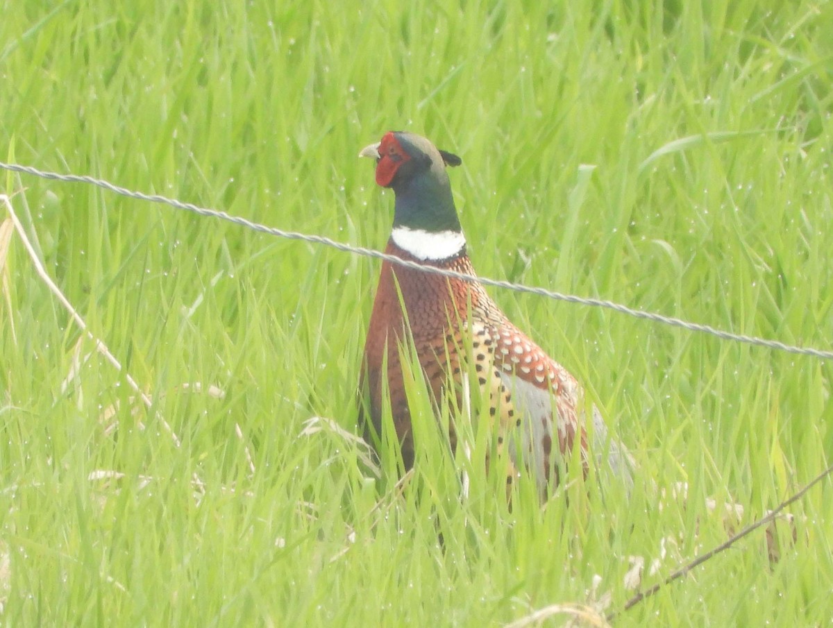 Ring-necked Pheasant - ML574233941