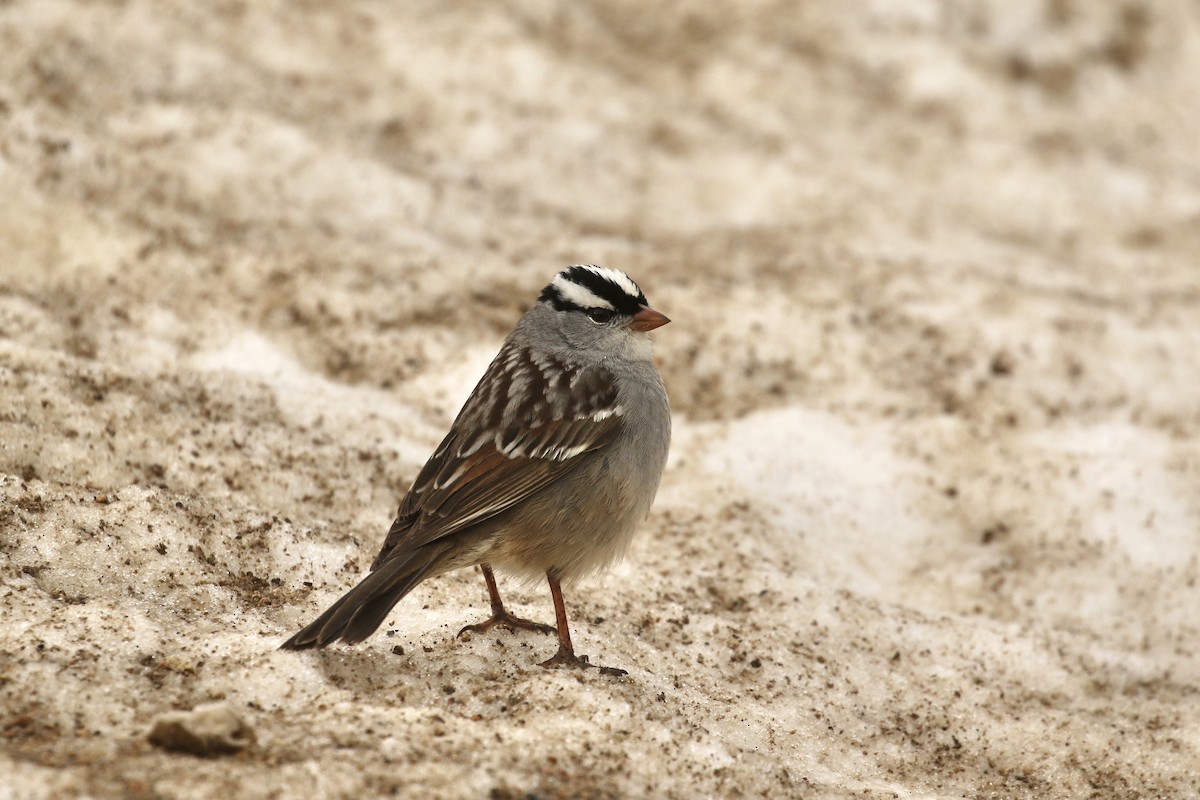 White-crowned Sparrow - ML574233971