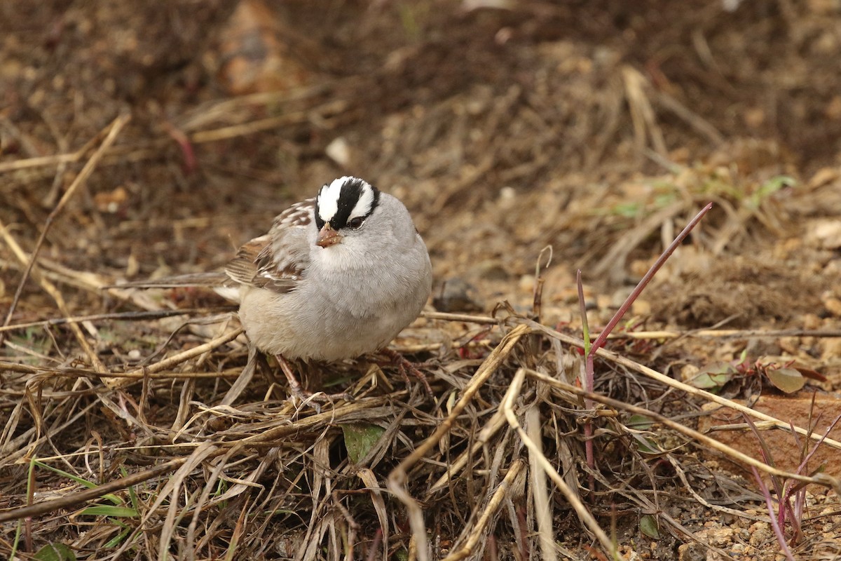 White-crowned Sparrow - ML574234001