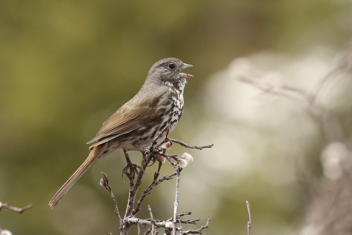 Fox Sparrow (Slate-colored) - ML574234891