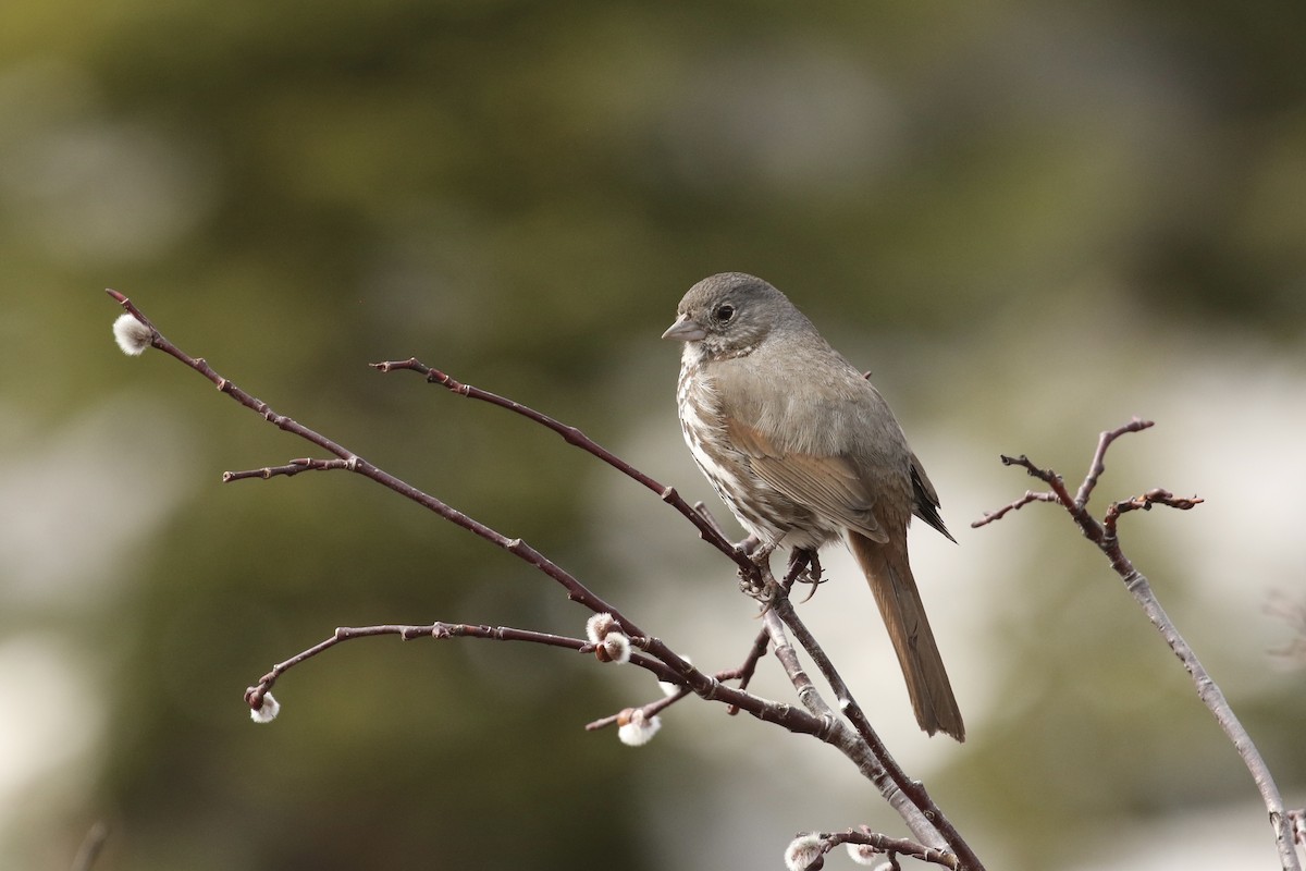 Fox Sparrow (Slate-colored) - ML574234911