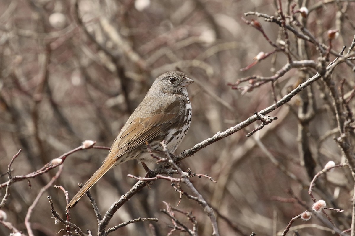Fox Sparrow (Slate-colored) - ML574234921