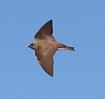 Northern Rough-winged Swallow - ML574236051