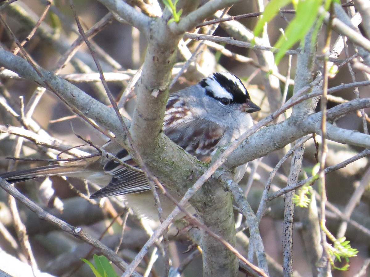 White-crowned Sparrow - Emily Tornga