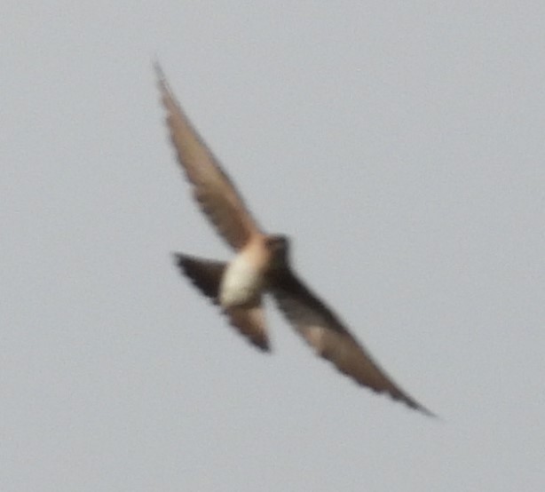 Northern Rough-winged Swallow - Scott Weaver