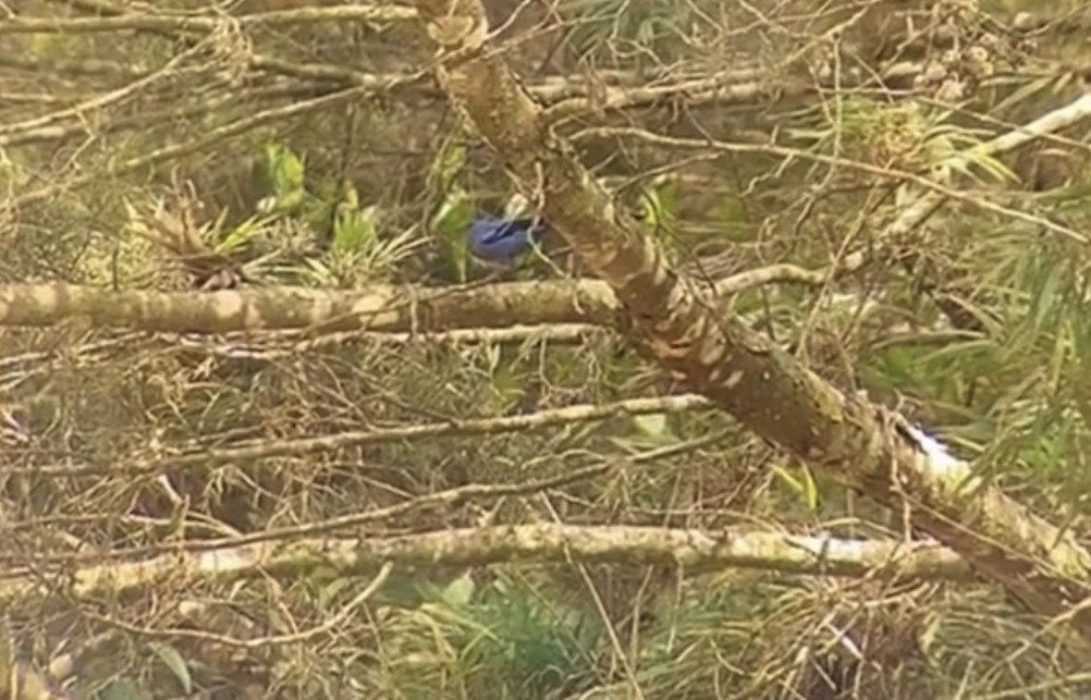 Blue-and-black Tanager (Blue-and-black) - ML574236261