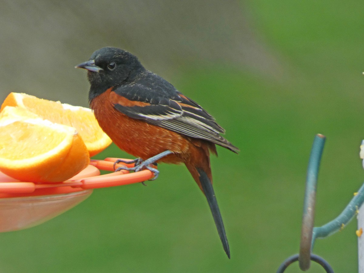 Orchard Oriole - ML574238501