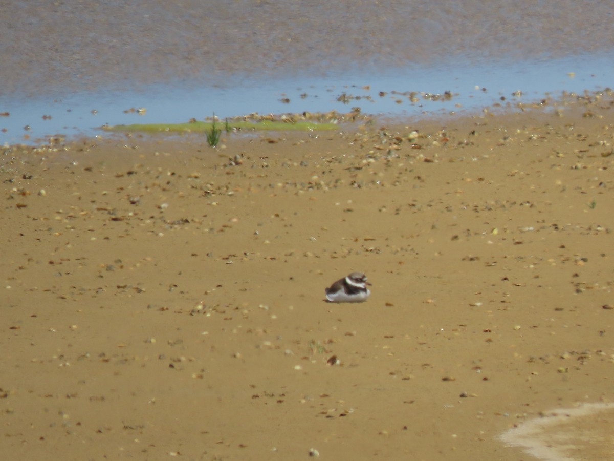 Common Ringed Plover - ML574240451
