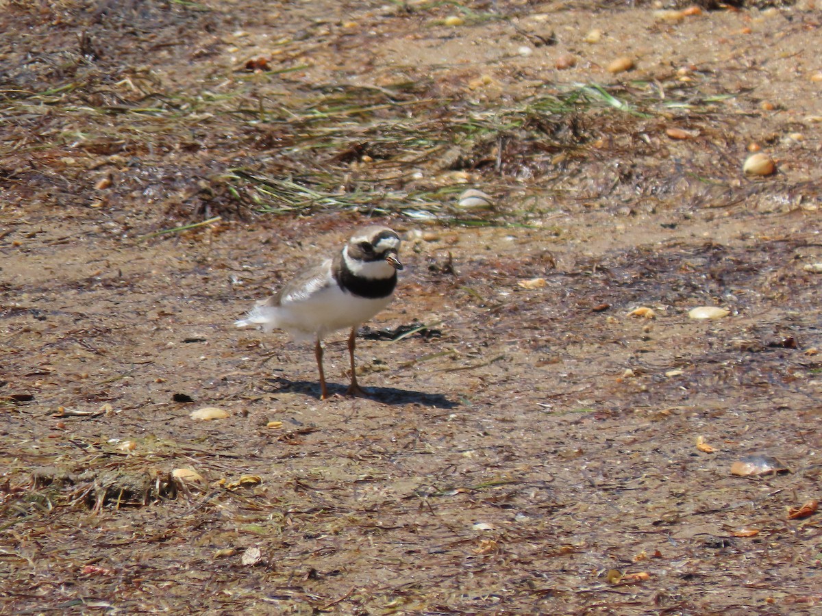 Common Ringed Plover - ML574241311