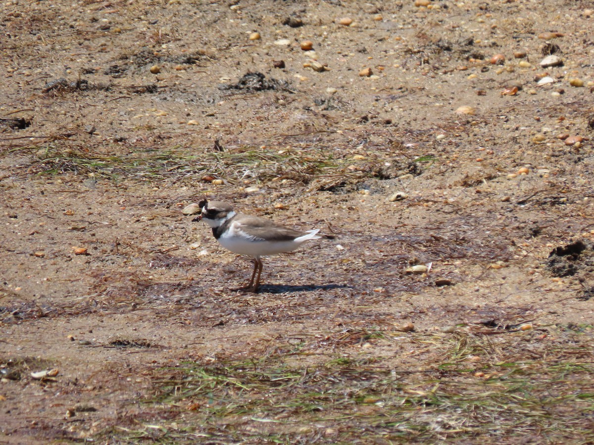 Common Ringed Plover - Kenneth Bader