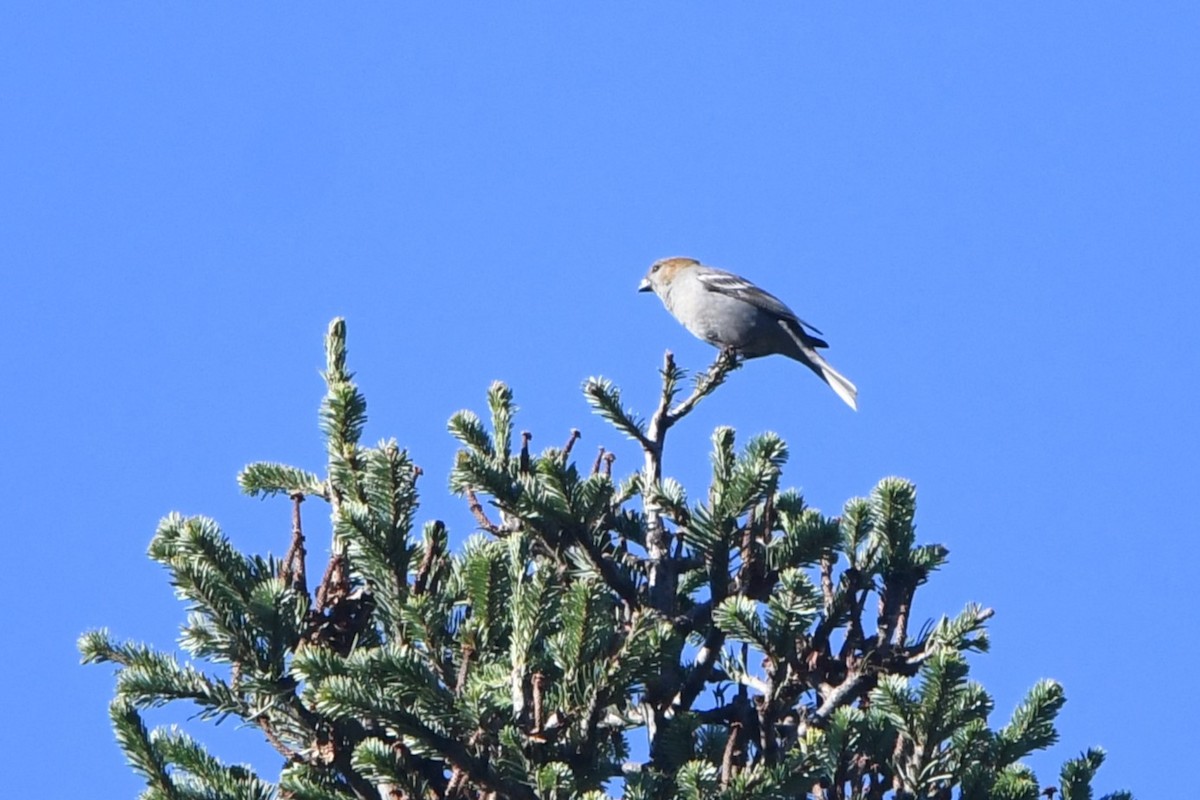 Pine Grosbeak - ML574243471