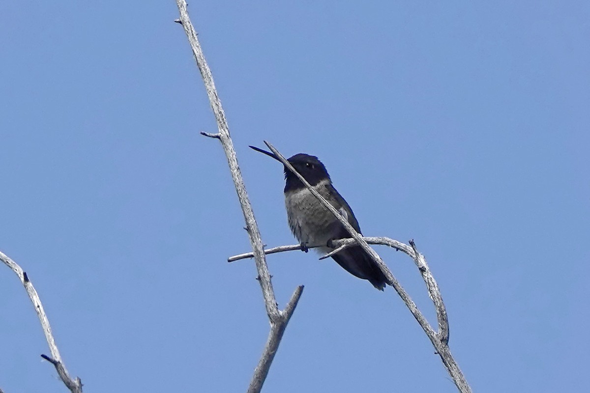 Black-chinned Hummingbird - Lee Burke