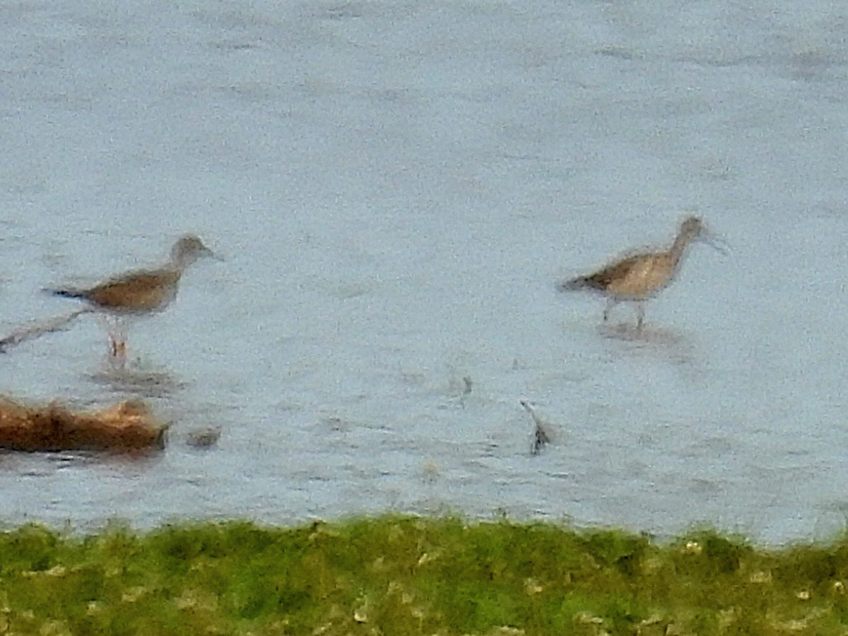 Lesser/Greater Yellowlegs - Melody Walsh