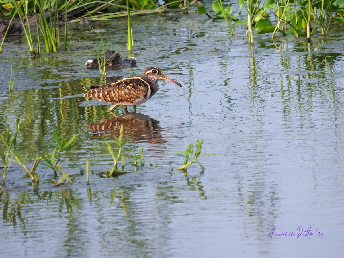 Greater Painted-Snipe - ML574249121