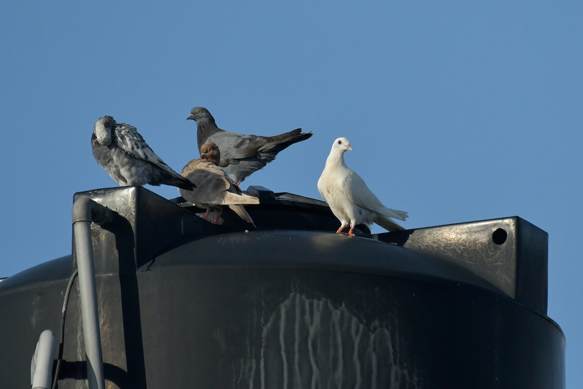 Rock Pigeon (Feral Pigeon) - ML574253301