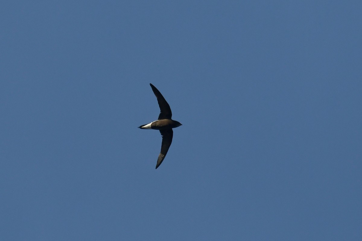 Brown-backed Needletail - ML574253341