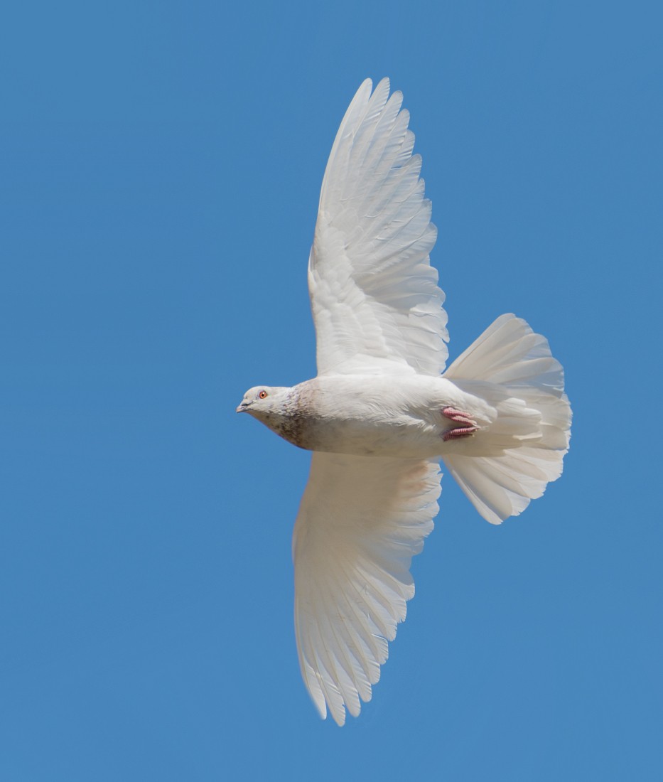 Сизый голубь (Одомашненного типа) - ML574254311