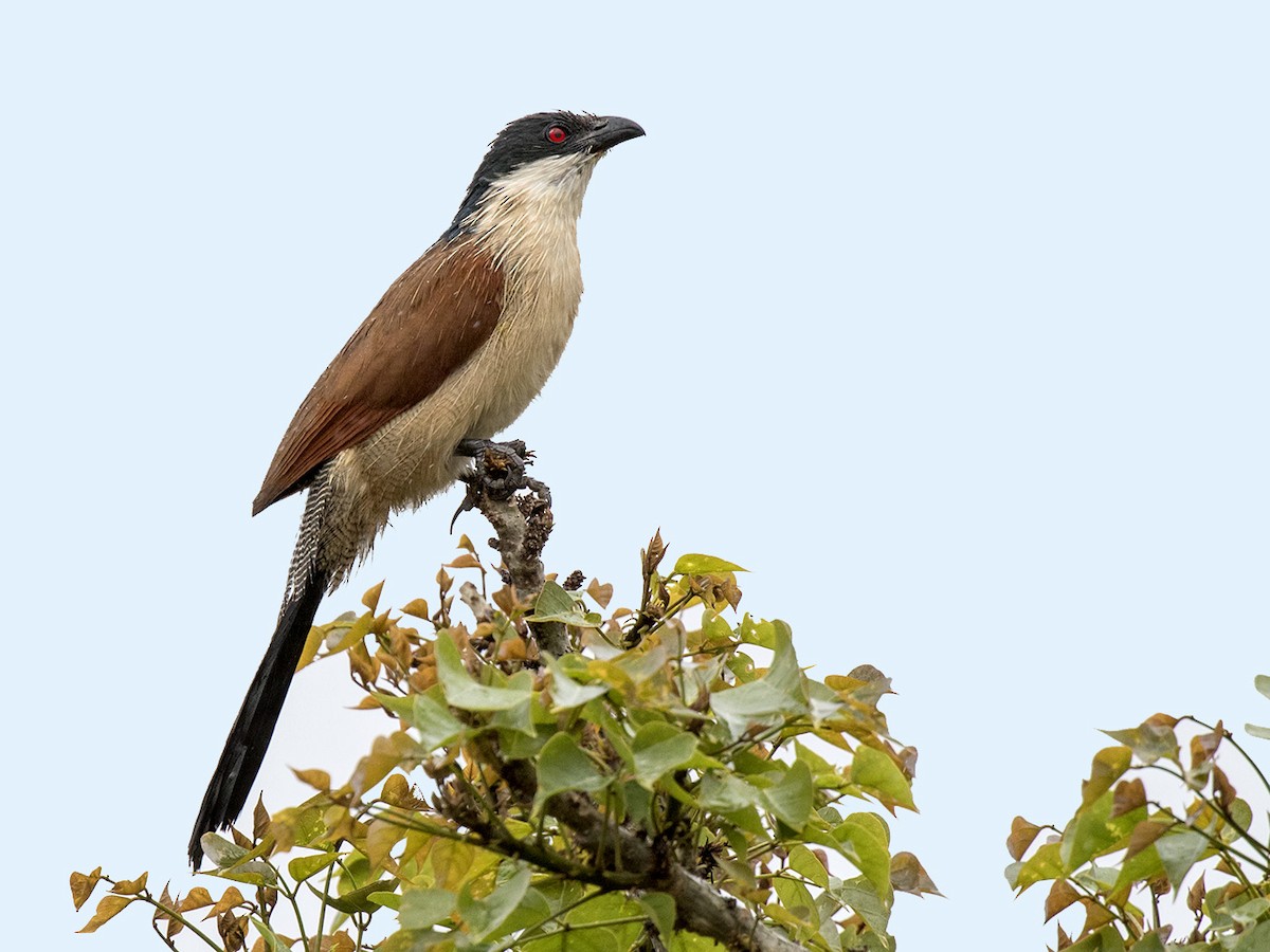 White-browed Coucal (Burchell's) - Bruce Ward-Smith