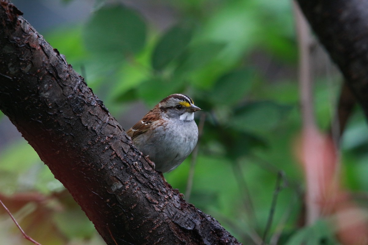 White-throated Sparrow - Jesse Pline