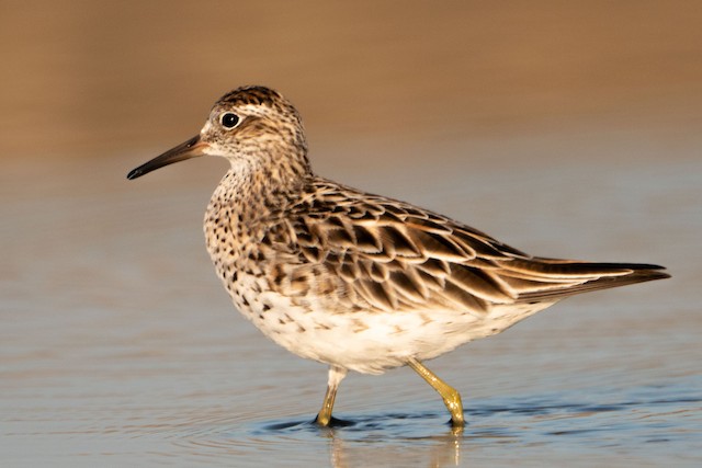 First Alternate Sharp-tailed Sandpiper. - Sharp-tailed Sandpiper - 