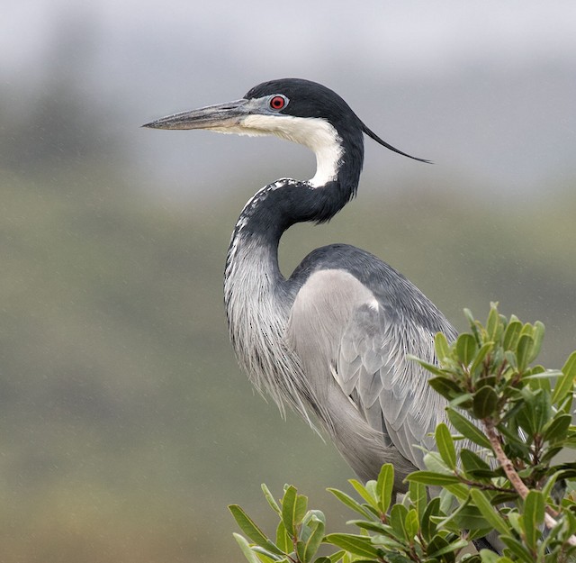 garça-negra (schistacea) - eBird