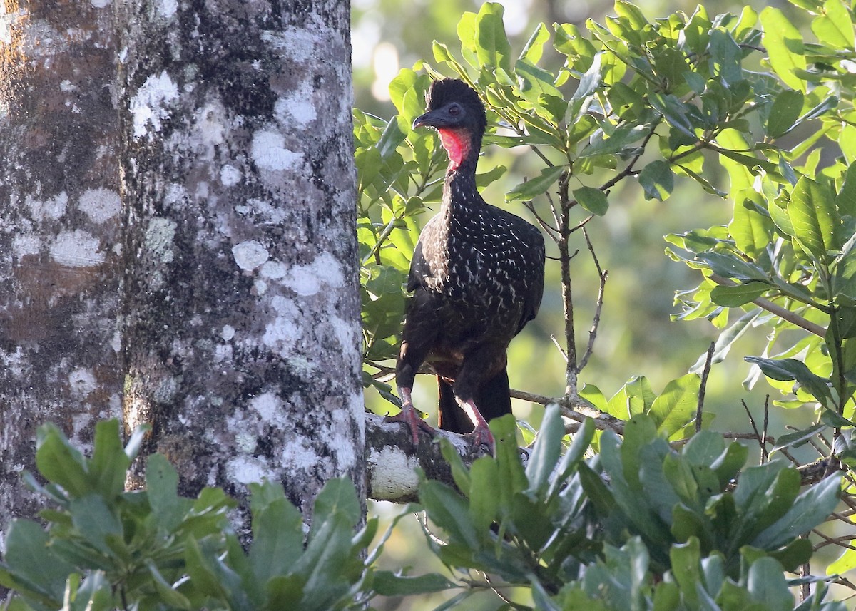 Crested Guan - ML574262131