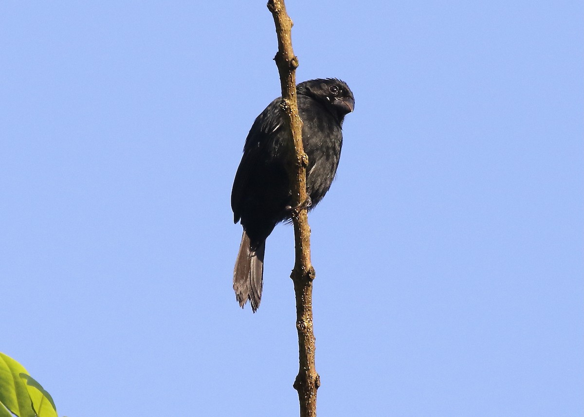 Variable Seedeater - ML574263671