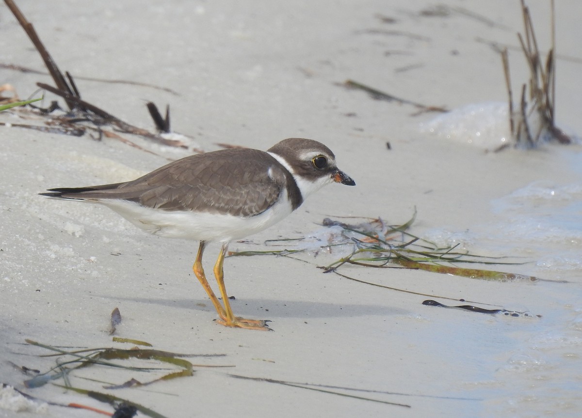 Semipalmated Plover - ML574265941