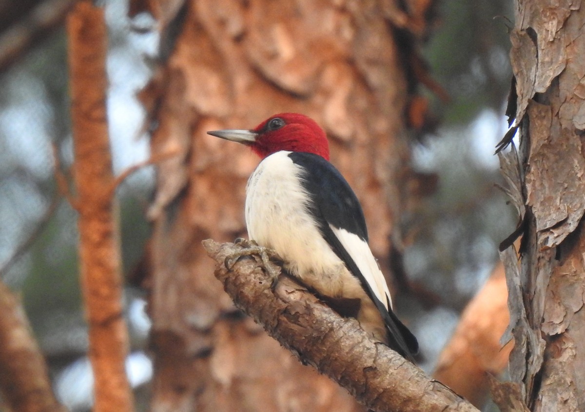 Red-headed Woodpecker - ML574268931