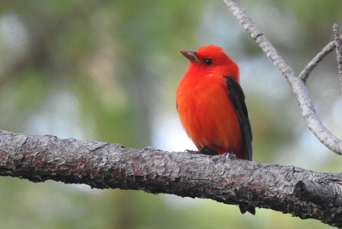 Scarlet Tanager - ML574269611