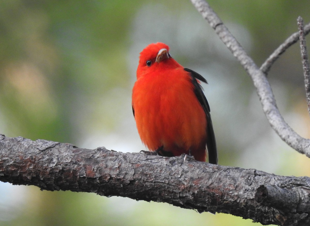 Scarlet Tanager - ML574269621