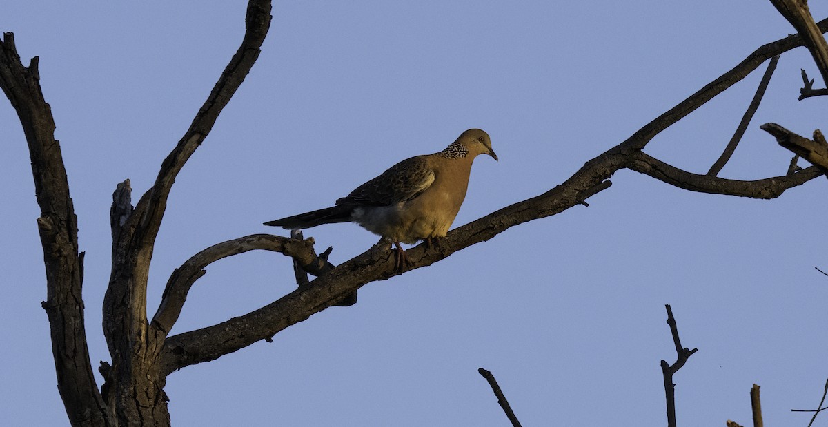 Spotted Dove - ML574273771