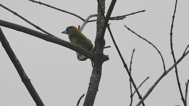 Blue-throated Barbet (Red-crowned) - ML574275251