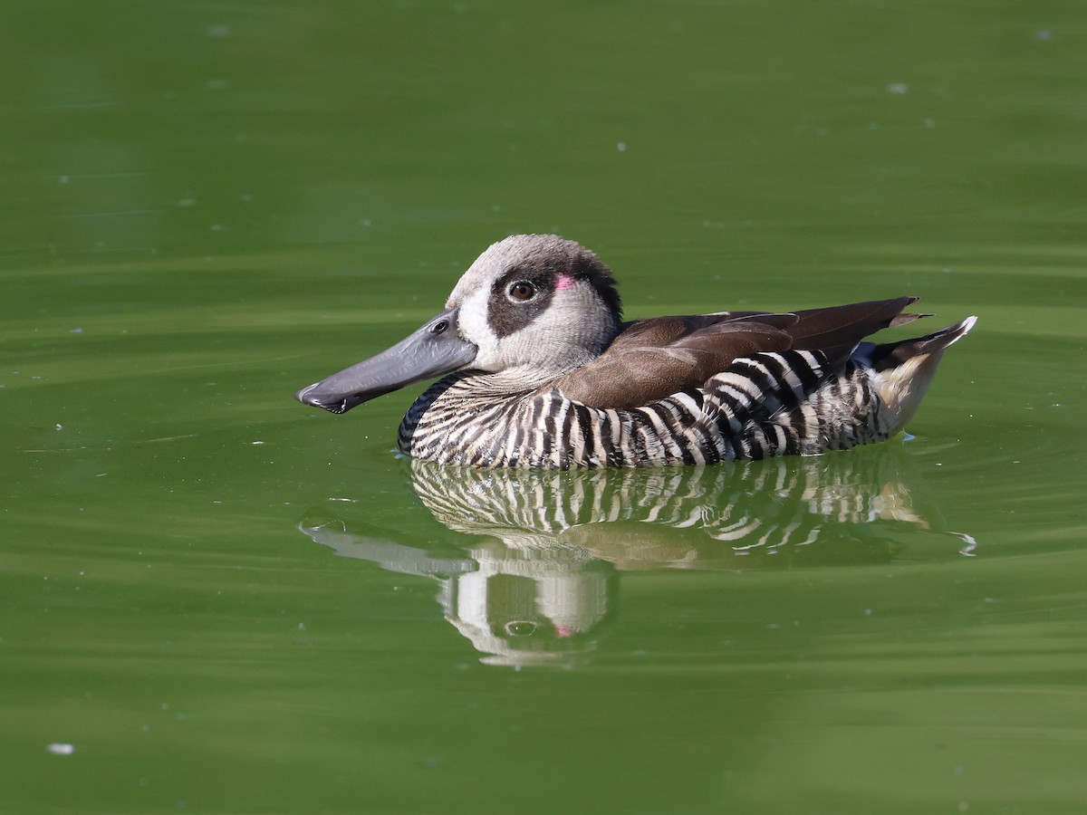 Pink-eared Duck - Andy Gee