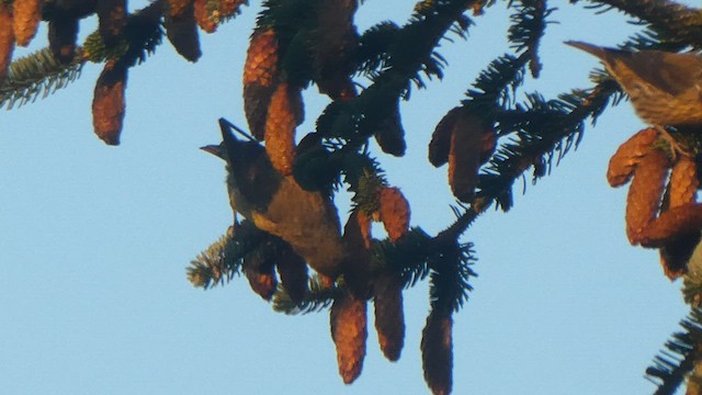 Red Crossbill (Sitka Spruce or type 10) - ML574278061