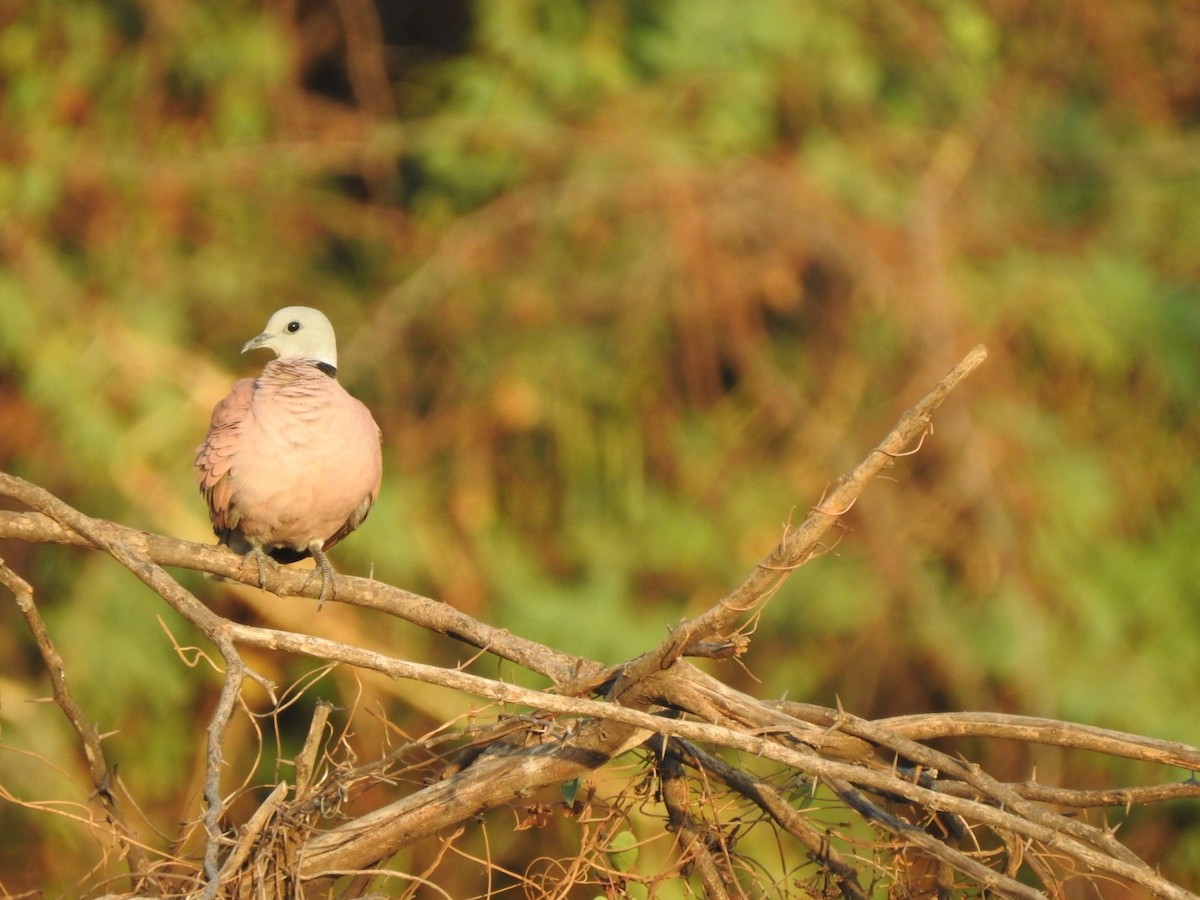 Red Collared-Dove - ML574278361