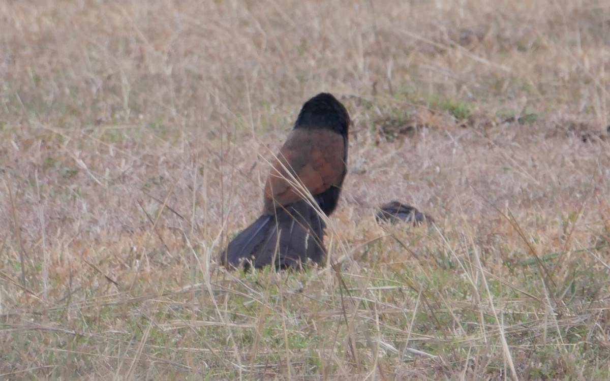 Greater Coucal - ML574279771