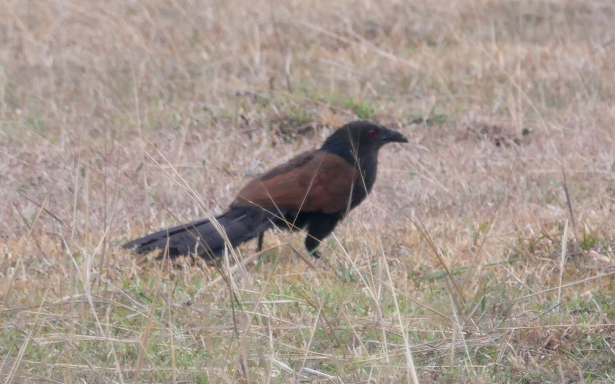 Greater Coucal - ML574279781