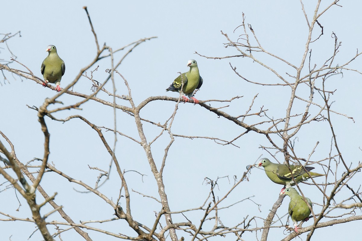 Thick-billed Green-Pigeon - Paul Passant