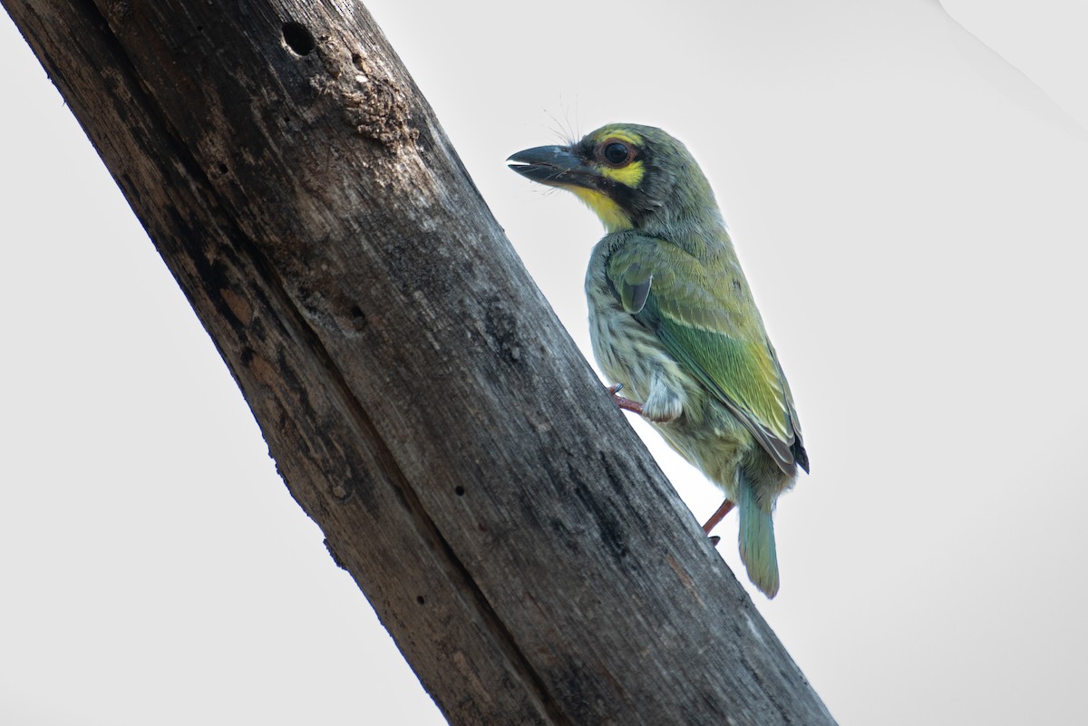 Coppersmith Barbet - H Nambiar