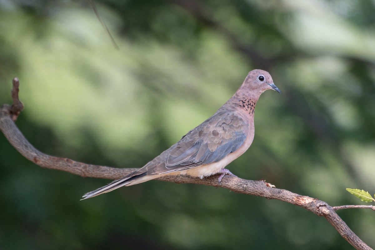 Laughing Dove - ML574284951