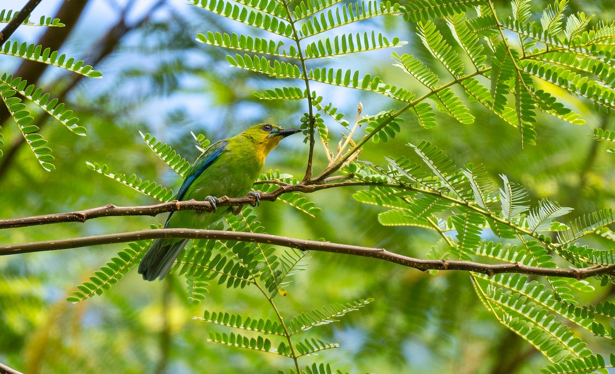 Yellow-throated Leafbird - ML574288331