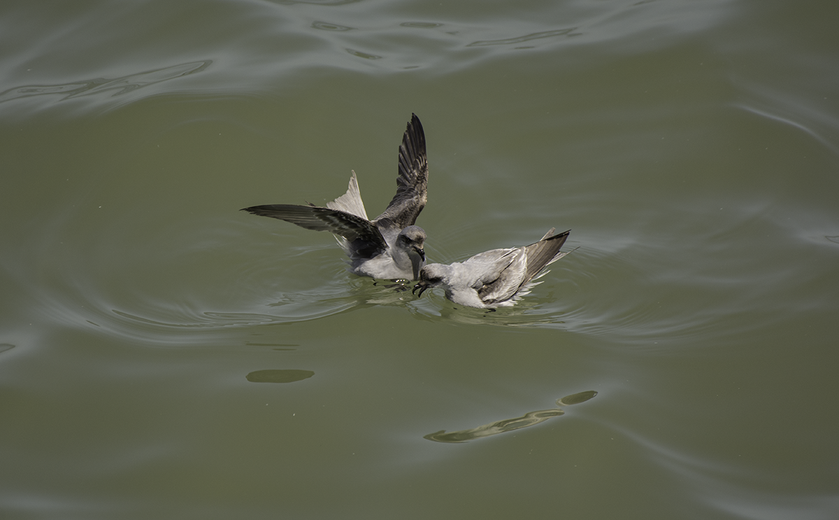 Fork-tailed Storm-Petrel - ML57428971
