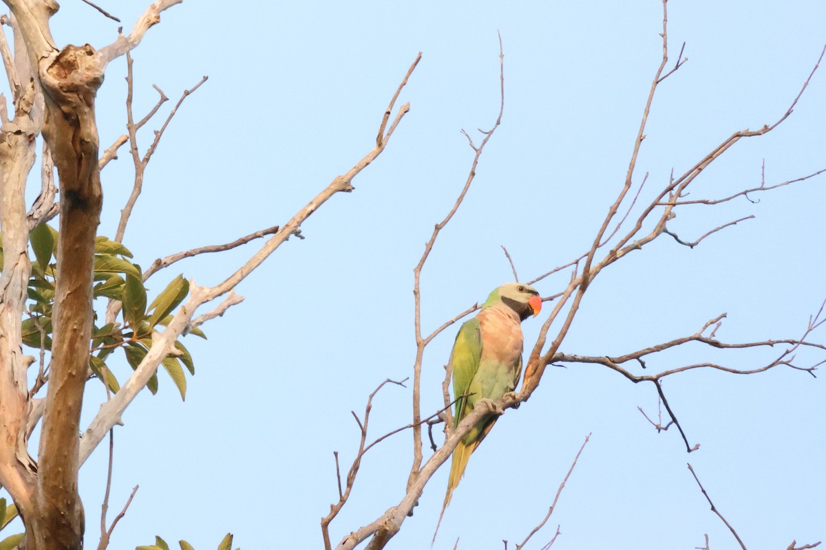 Red-breasted Parakeet - ML574290761