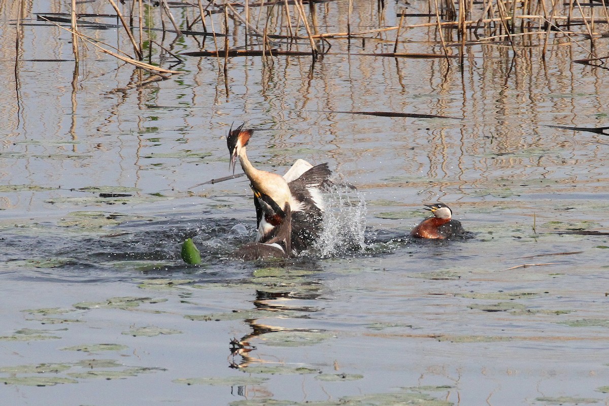 Great Crested Grebe - ML574291501