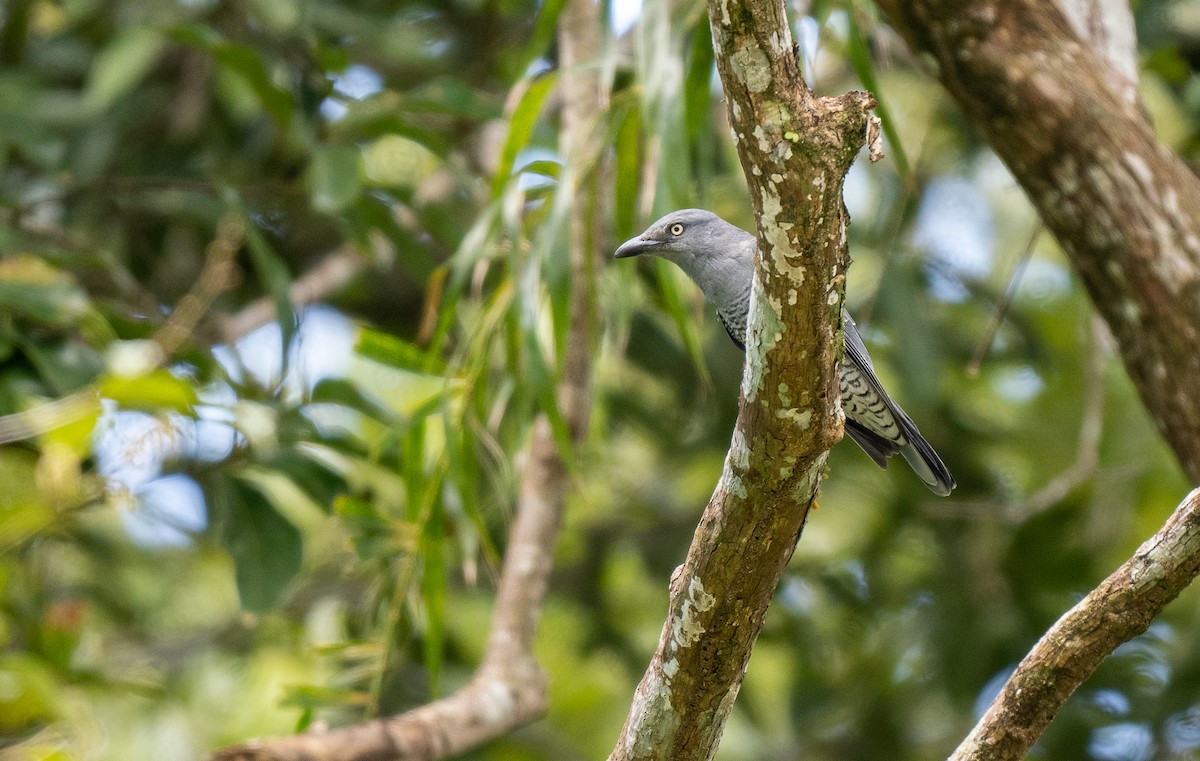 Bar-bellied Cuckooshrike (Philippine) - Forest Botial-Jarvis
