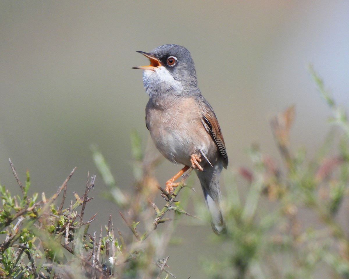 Spectacled Warbler - ML574295771